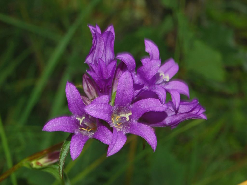 campanula glomerata